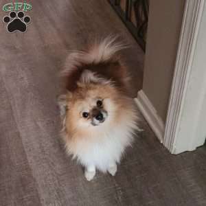 Sandy, Pomeranian Puppy